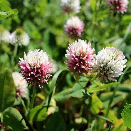 Alsike Clover Seeds - Herbal Plant