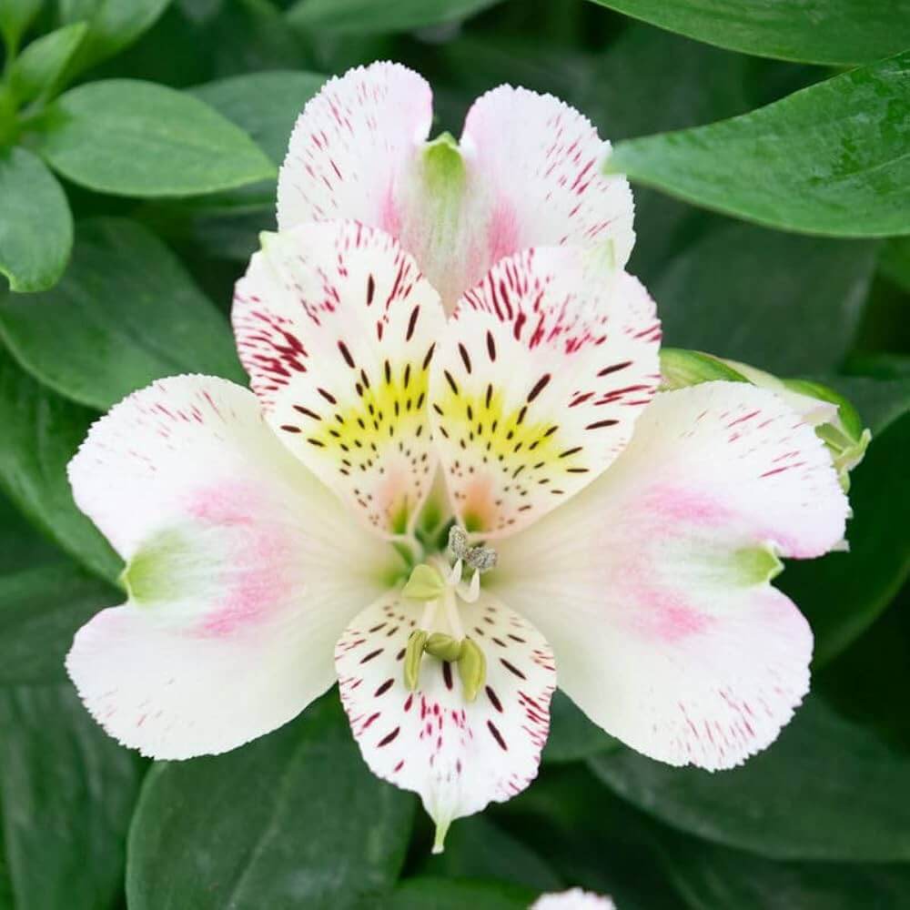 Alstroemeria Seeds - Flower Plant for Home Gardens