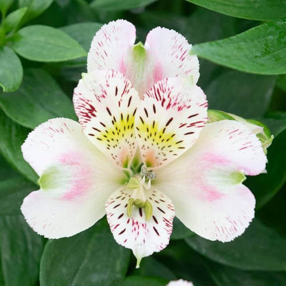 Alstroemeria Seeds - Flower Plant for Home Gardens
