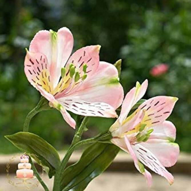 Alstroemeria Seeds - Flower Plant for Home Gardens