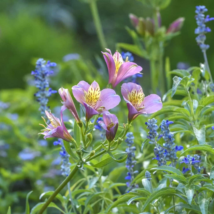 Alstroemeria Seeds 