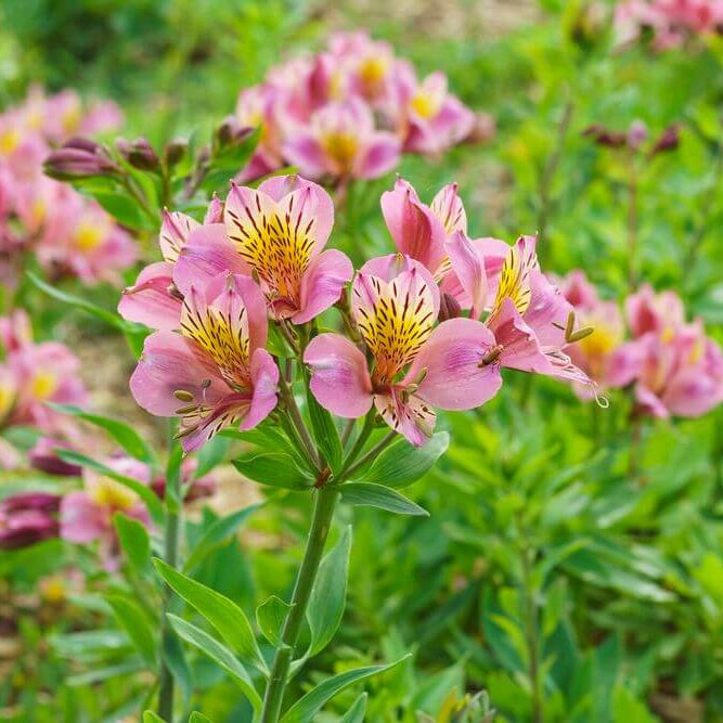 Alstroemeria Seeds 
