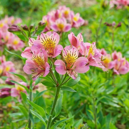 Alstroemeria Seeds 