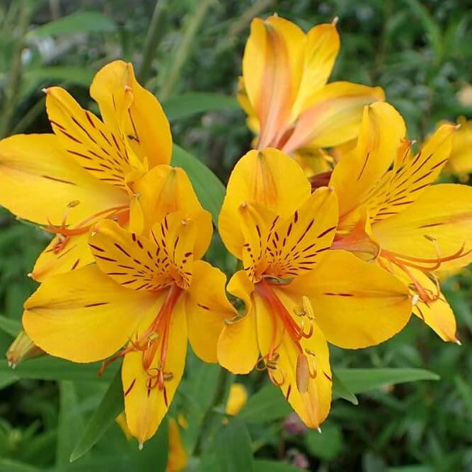 Alstroemeria Seeds 