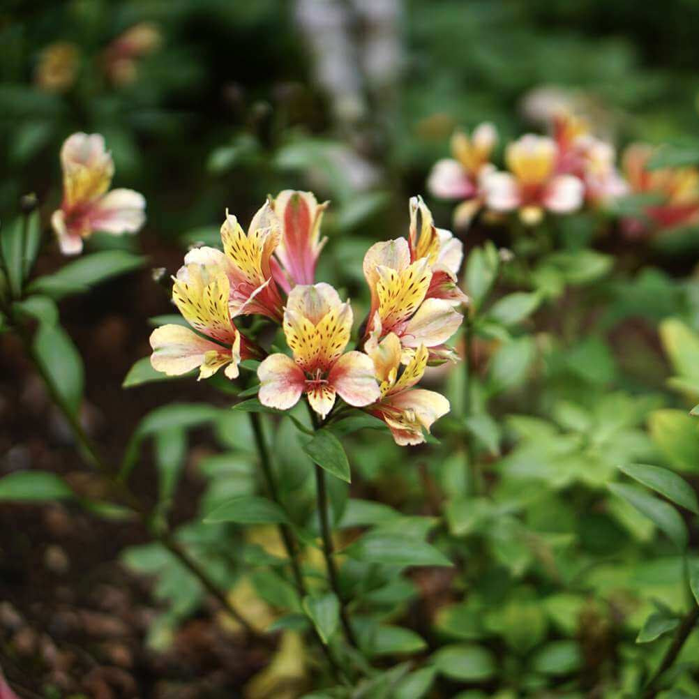 Alstroemeria Seeds 