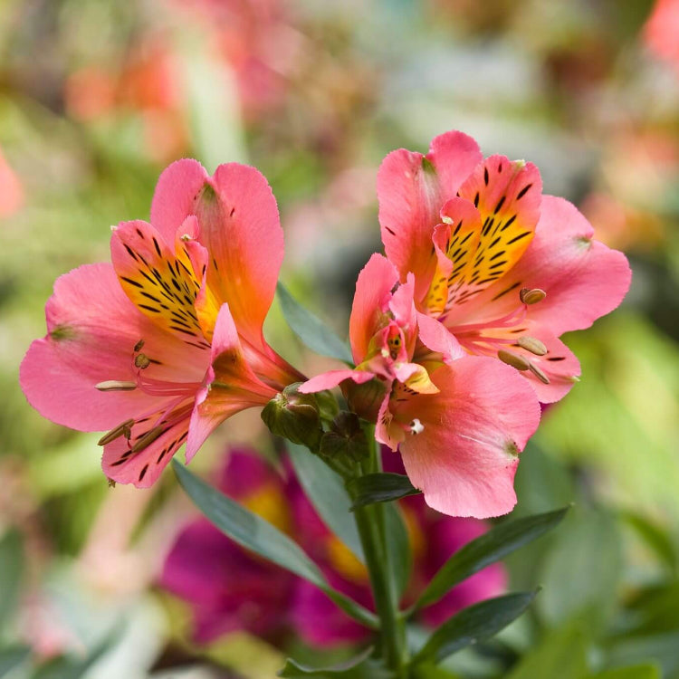 Alstroemeria Seeds 