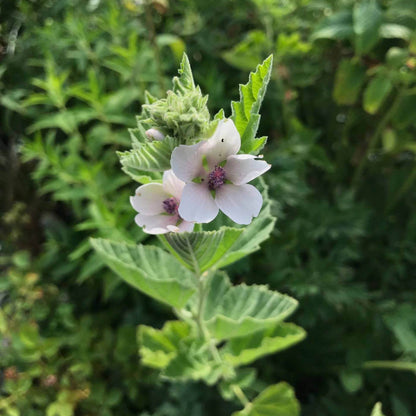Althaea Officinalis Seeds - Heirloom Herbal Plant for Home Gardens