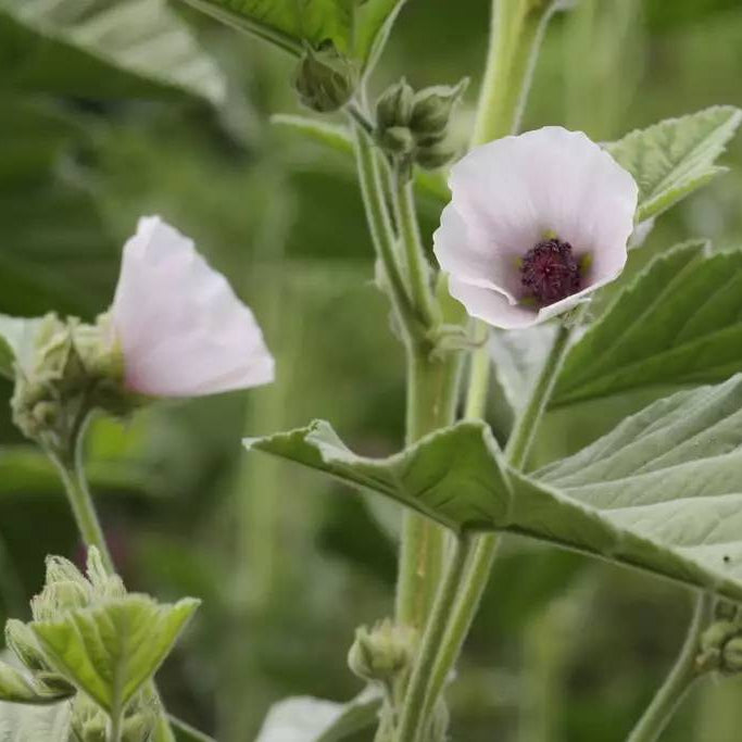 Althaea Officinalis Seeds - Heirloom Herbal Plant for Home Gardens