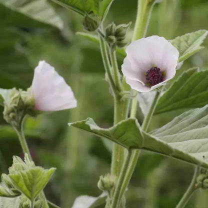 Althaea Officinalis Seeds - Heirloom Herbal Plant for Home Gardens