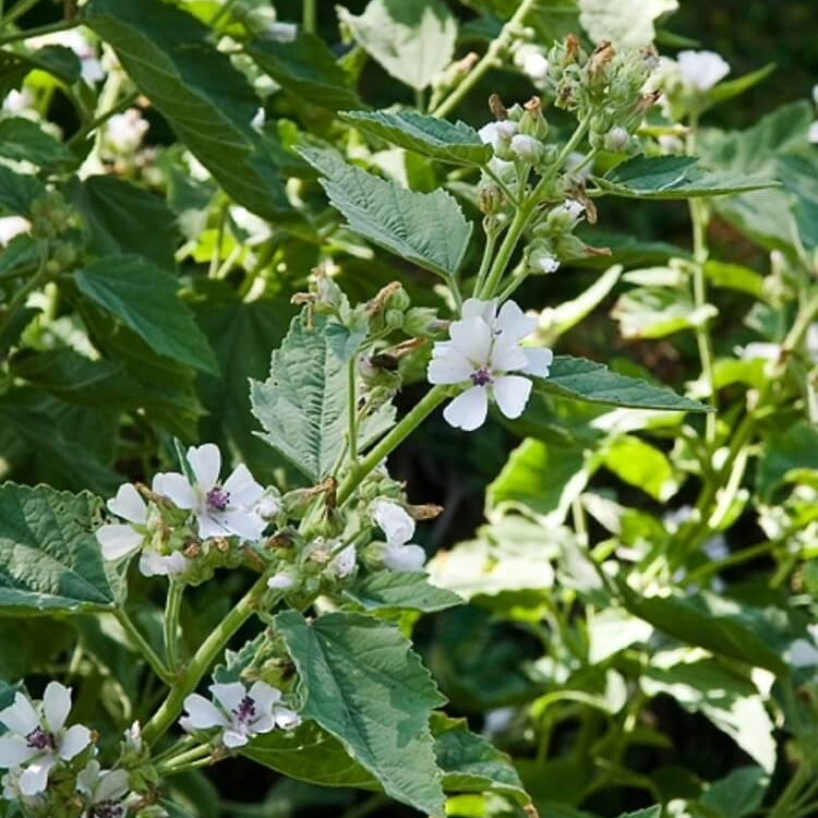 Althaea Officinalis Seeds - Heirloom Herbal Plant for Home Gardens