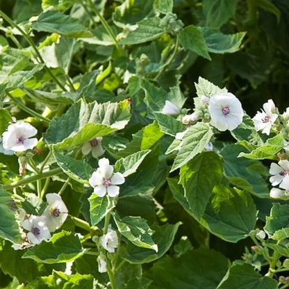 Althaea Officinalis Seeds - Heirloom Herbal Plant for Home Gardens