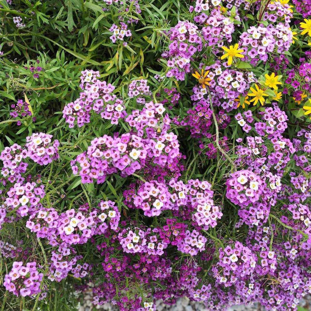 Alyssum Seeds