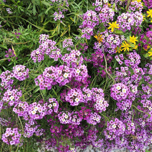 Alyssum Seeds