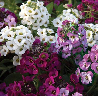 Alyssum Seeds - Flower Plant for Home Gardens