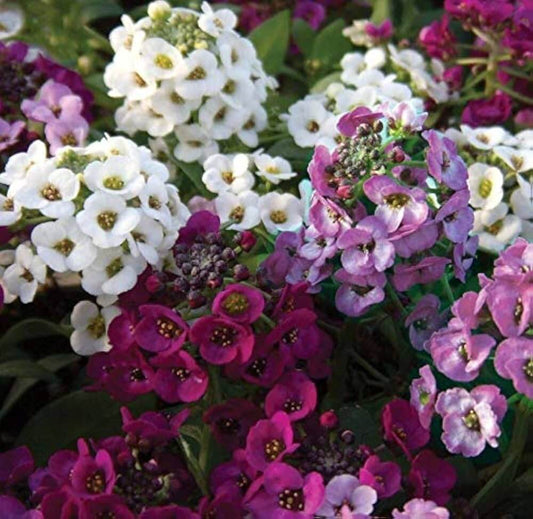 Alyssum Seeds - Flower Plant for Home Gardens