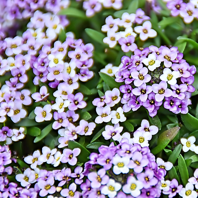 Alyssum Seeds
