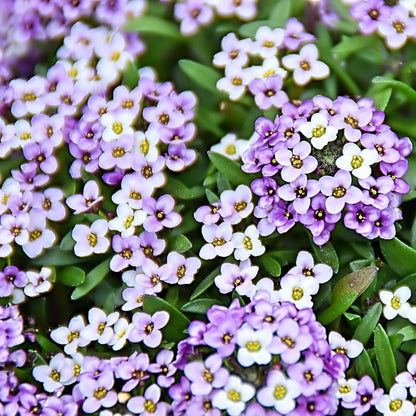 Alyssum Seeds