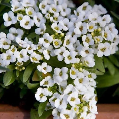 Alyssum Seeds