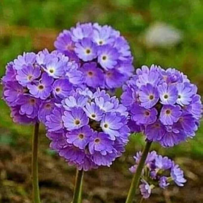Alyssum Seeds - Flower Plant for Home Gardens