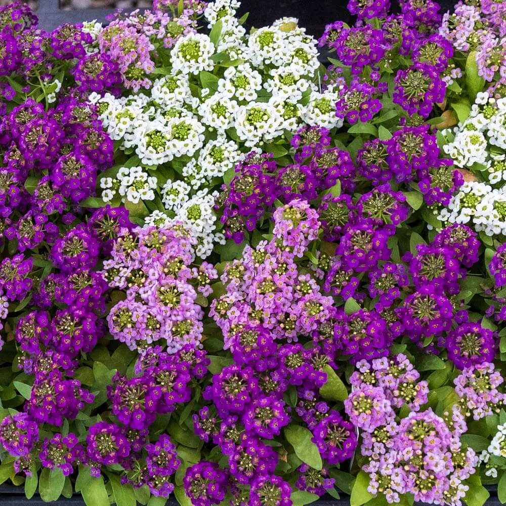 Alyssum Seeds