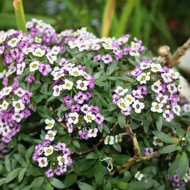 Alyssum Seeds - Flower Plant for Home Gardens
