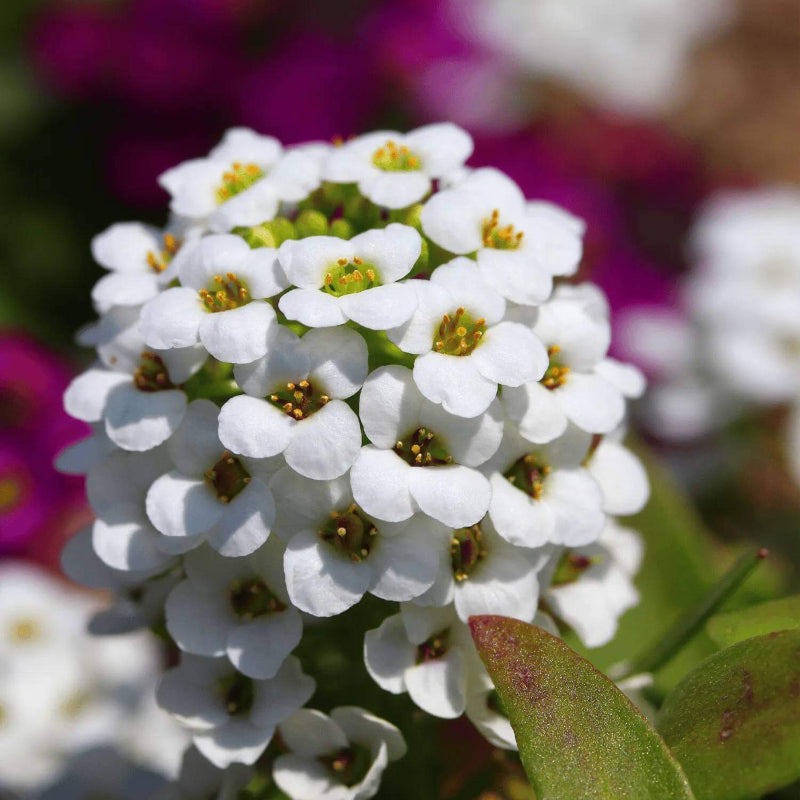 Alyssum White Seeds - Heirloom Flower Plant for Home Gardens
