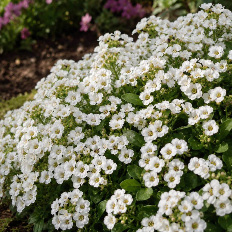 Alyssum White Seeds - Heirloom Flower Plant for Home Gardens