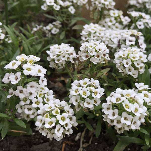 Alyssum White Seeds - Heirloom Flower Plant for Home Gardens
