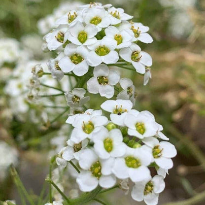 Alyssum White Seeds - Heirloom Flower Plant for Home Gardens