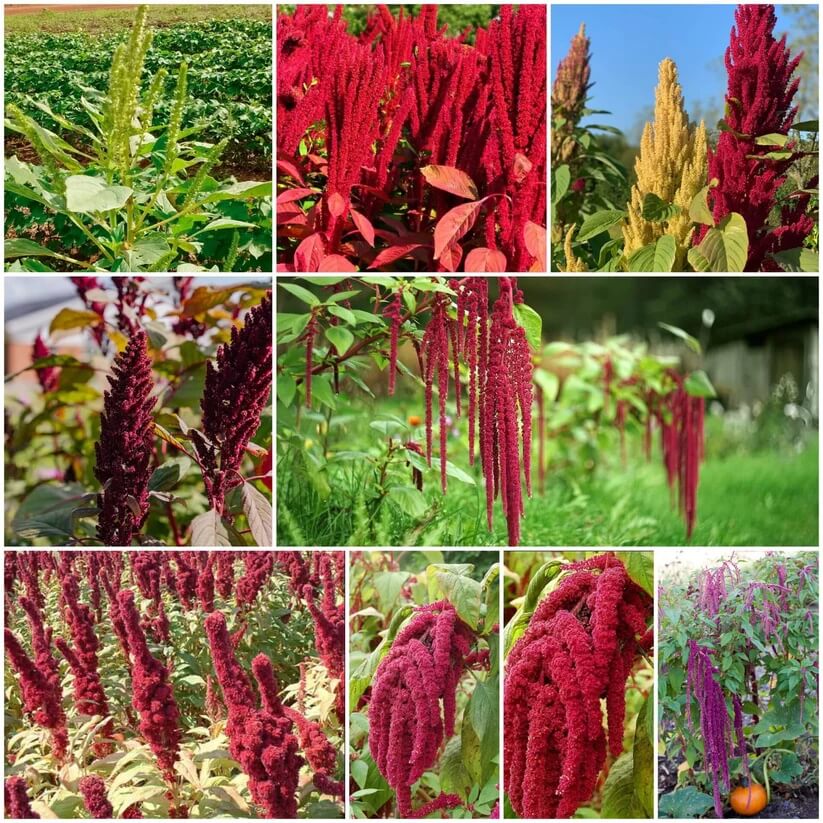 Amaranth Seeds