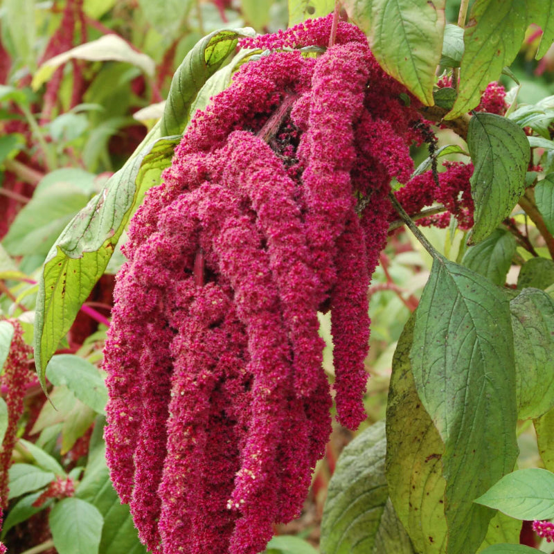 Amaranth Seeds