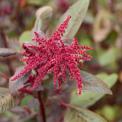 Amaranth Seeds - Flower Plant