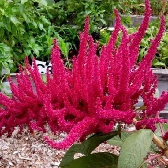 Amaranth Seeds - Flower Plant