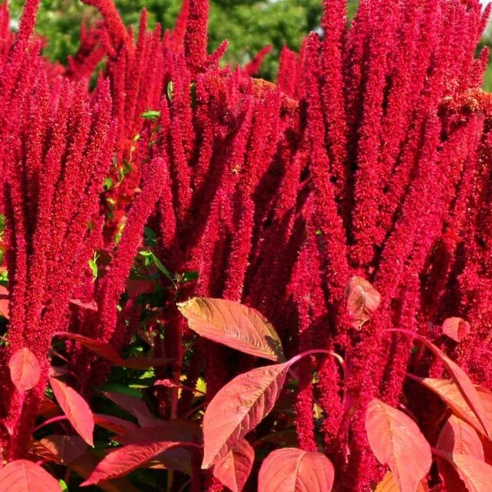 Amaranth Seeds - Flower Plant