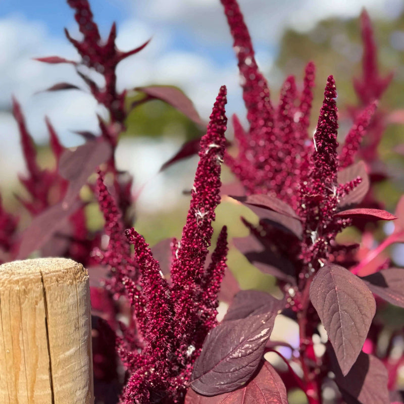 Amaranthus Caudatus Seeds - Heirloom Flower Plant for Home Gardens