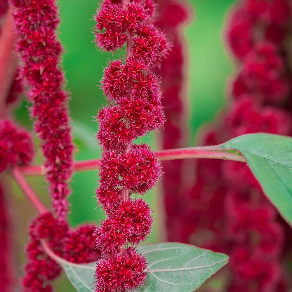 Amaranthus Caudatus Seeds - Heirloom Flower Plant for Home Gardens