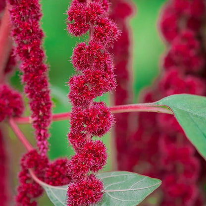 Amaranthus Caudatus Seeds - Heirloom Flower Plant for Home Gardens