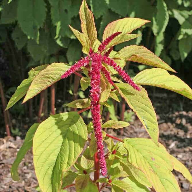 Amaranthus Caudatus Seeds - Heirloom Flower Plant for Home Gardens