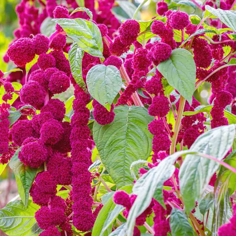 Amaranthus Caudatus Seeds - Heirloom Flower Plant for Home Gardens