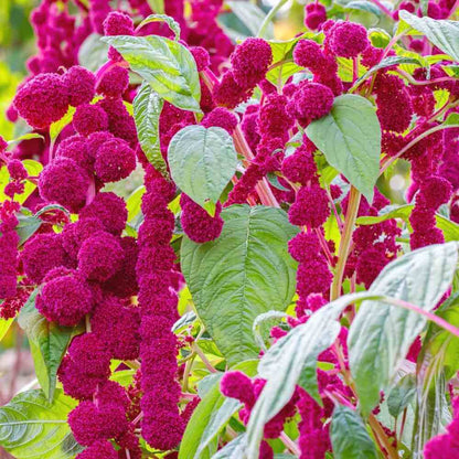 Amaranthus Caudatus Seeds - Heirloom Flower Plant for Home Gardens