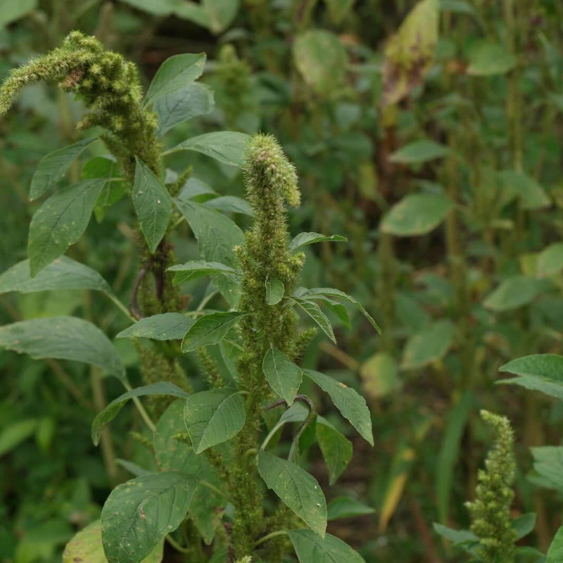 Amaranthus Retroflexus Seeds - Heirloom Herbal Plant for Home Gardens