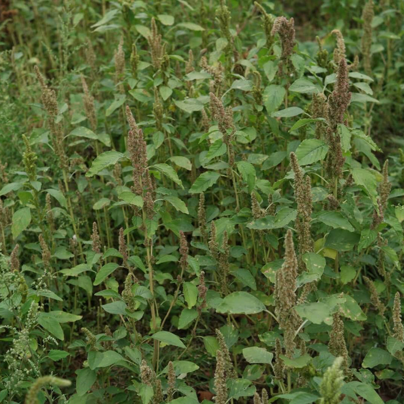 Amaranthus Retroflexus Seeds - Heirloom Herbal Plant for Home Gardens