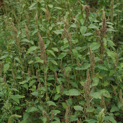 Amaranthus Retroflexus Seeds - Heirloom Herbal Plant for Home Gardens