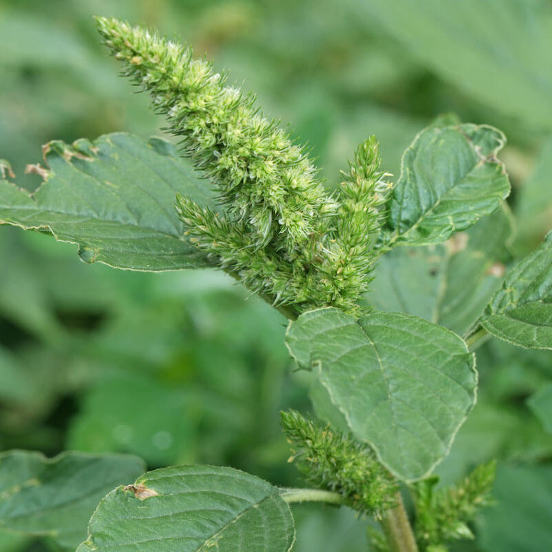 Amaranthus Retroflexus Seeds - Heirloom Herbal Plant for Home Gardens