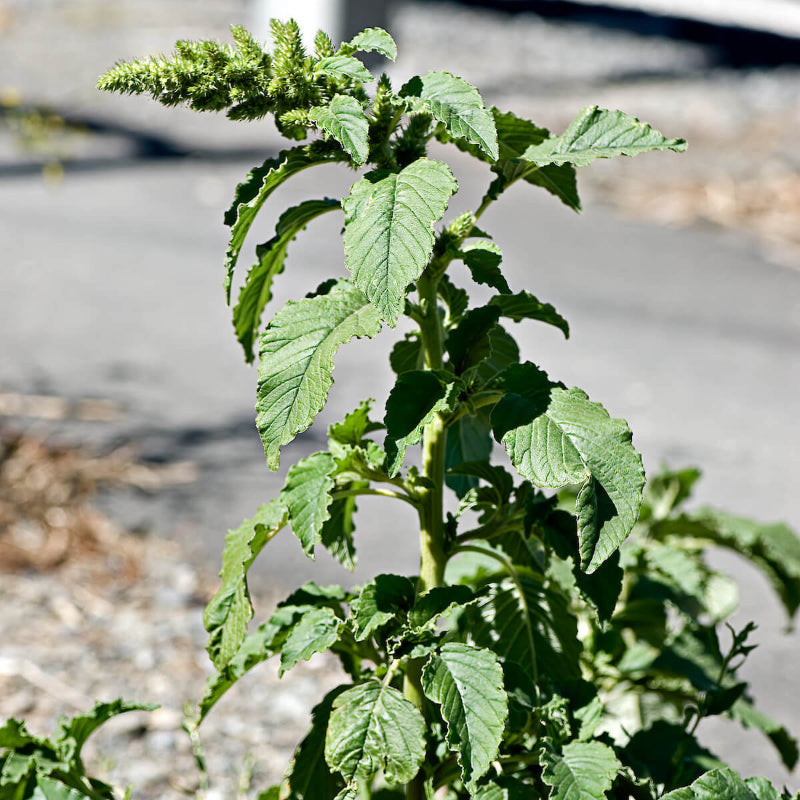 Amaranthus Retroflexus Seeds - Heirloom Herbal Plant for Home Gardens