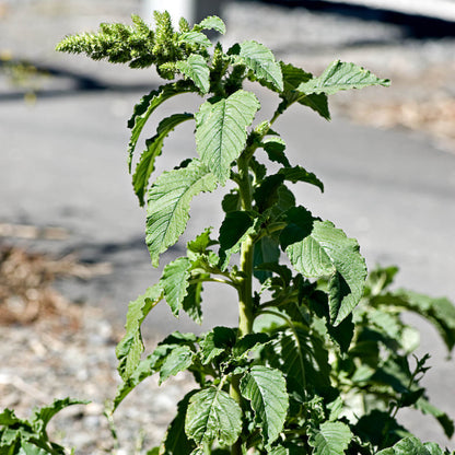 Amaranthus Retroflexus Seeds - Heirloom Herbal Plant for Home Gardens