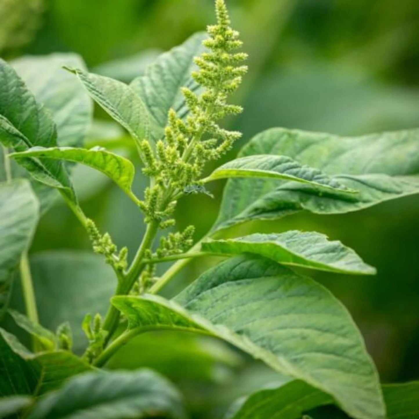 Amaranthus Seeds