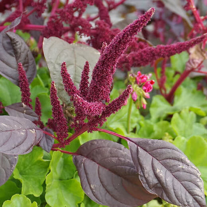 Amaranthus Seeds