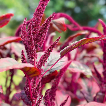 Amaranthus Seeds