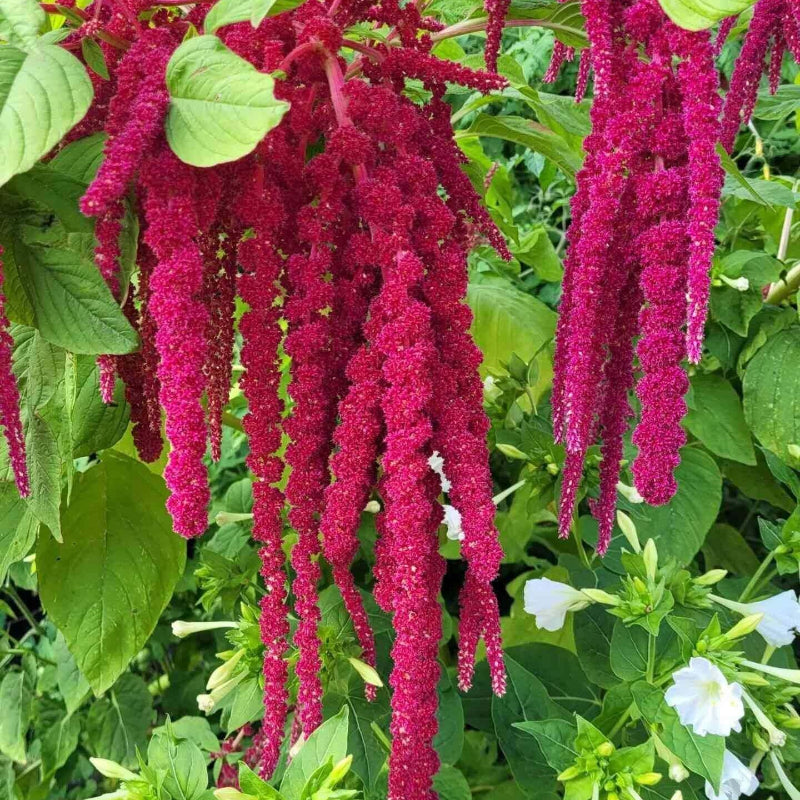 Amaranthus Seeds
